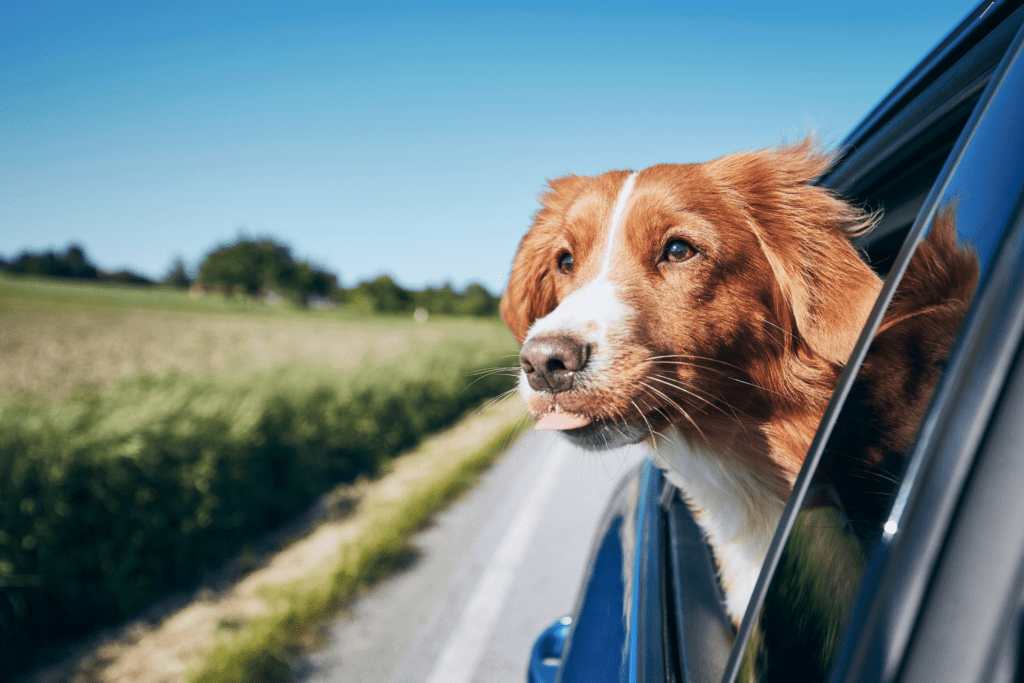 Driving towards dog-friendly highlands