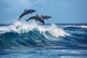 Best places to see dolphins in Scotland 